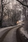 Icy country road in forest — Stock Photo