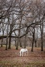 Выпас белой лошади в лесу — стоковое фото