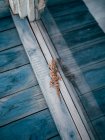 Small lizard creeping on window — Stock Photo