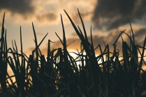 Vista a la pequeña silueta de hierba y cielo nublado por la noche con puesta de sol. - foto de stock