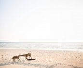 Собаки взаємодії на піщаному пляжі — стокове фото
