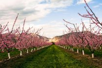 Сад с розовыми цветущими деревьями — стоковое фото