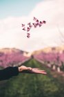 Рука кидає рожеві квіти — стокове фото