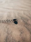 Маленький жук, що ходить на піску — стокове фото