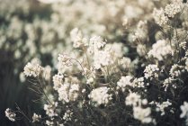 Flores blancas en flor que crecen en el prado - foto de stock