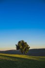 Albero di conifere su cielo azzurro vivo — Foto stock