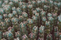 Cactus chiodato verde da vicino — Foto stock