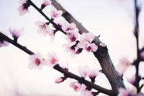 Квітуча гілка мигдалевого дерева — стокове фото