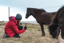 Hombre tomando foto de caballo islandés - foto de stock