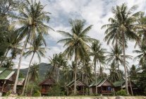 Palmiers et petits bungalows — Photo de stock