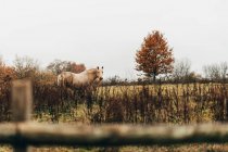 Белая лошадь, стоящая осенью — стоковое фото