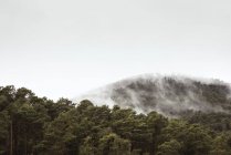 Туман в сосновом лесу — стоковое фото