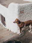 Собака стоит у грубой стены на открытом воздухе — стоковое фото