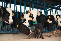 Gatto con vitelli in azienda — Foto stock