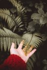 Mano raccolto in rosso toccando delicatamente foglia verde di felce cespuglio nella lussureggiante vegetazione della foresta, Bizkaia — Foto stock