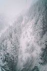 Pinheiros nevados paisagem de neve. — Fotografia de Stock