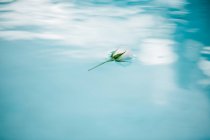 Flor blanca sobre agua azul - foto de stock