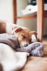 Cucciolo dormire su coperta — Foto stock