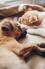 Puppies sleeping together placidly — Stock Photo