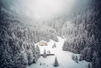 Casa de campo rodeada de pinos en el paisaje de nieve. - foto de stock
