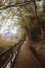 Paved walkway in green forest — Stock Photo