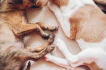 Two puppies sleeping together placidly — Stock Photo