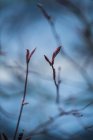 Безлистяні гілки з весняними бруньками — стокове фото