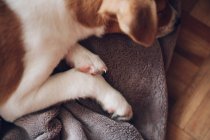 Puppy sleeping quietly on blanket — Stock Photo