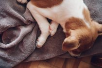 Cachorro dormindo em cobertor — Fotografia de Stock