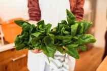Mani che tengono mazzo di spinaci — Foto stock