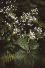 Nahaufnahme von üppigem Laub und zarten winzigen Blüten, die im Sommerwald blühen, Durango, Bizkaia — Stockfoto