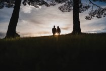 Silhouette di una coppia che si bacia al tramonto drammatico vicino a un albero — Foto stock