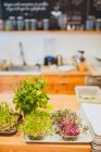 Micro-greens growing in containers — Stock Photo