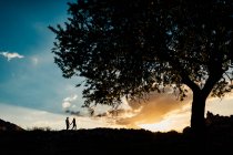 Silueta de pareja irreconocible caminando hacia un gran árbol y tomándose de la mano con luces de puesta de sol. - foto de stock