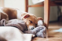 Милый щенок спит дома — стоковое фото