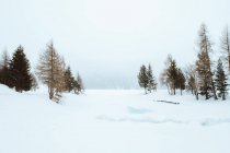 Kleine immergrüne Bäume in verschneiter Natur — Stockfoto