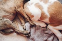 Лапы милых спящих щенков — стоковое фото
