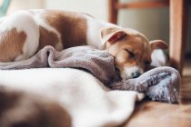 Милий щеня спить на ковдрі — стокове фото