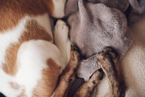 Patas de dos lindos cachorros dormidos - foto de stock