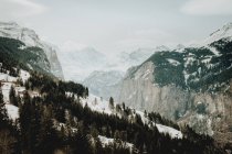 Evergreen forest and mountains — Stock Photo