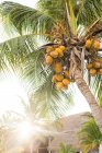 Palmier aux noix de coco — Photo de stock