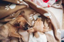 Cuccioli che dormono su plaid — Foto stock