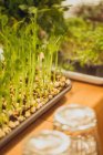 Microverdes que crecen en contenedores - foto de stock