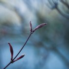 Leafless branch with spring buds — Stock Photo