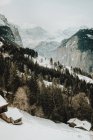 Wald und schneebedeckte Berge — Stockfoto