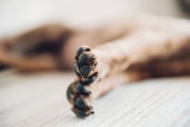 Paws of lying brown puppy — Stock Photo