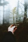 Crop tendre main tenant la feuille de fougère verte dans la forêt sombre brumeuse, Durango, Bizkaia — Photo de stock
