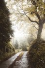 Estrada reta na floresta bonita mista — Fotografia de Stock