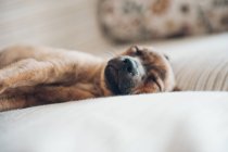 Маленький щеня спить на дивані — стокове фото