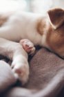 Puppy sleeping on blanket — Stock Photo